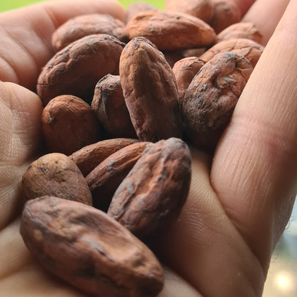 "Hand holding a cluster of brown cocoa beans"